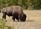JHSept2012 (5)  Bison, Yellowstone NP